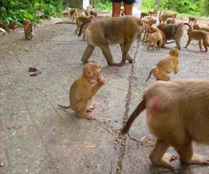 Monkey Tribes on Phuket Monkey Mountain