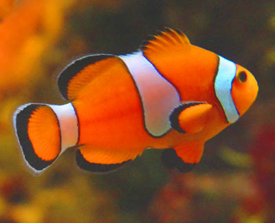 Phuket Aquarium Fish